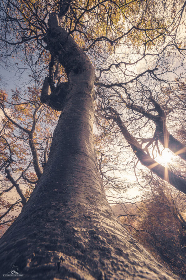 Workshop Fotografico d'Autunno: La Foresta Incantata dei Faggi Torti (18 Ottobre 2025)