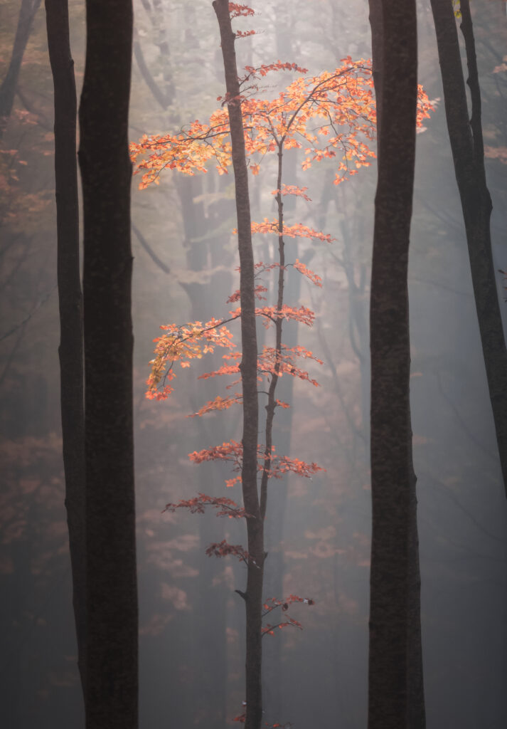 autunno abruzzese albero colpito da luce